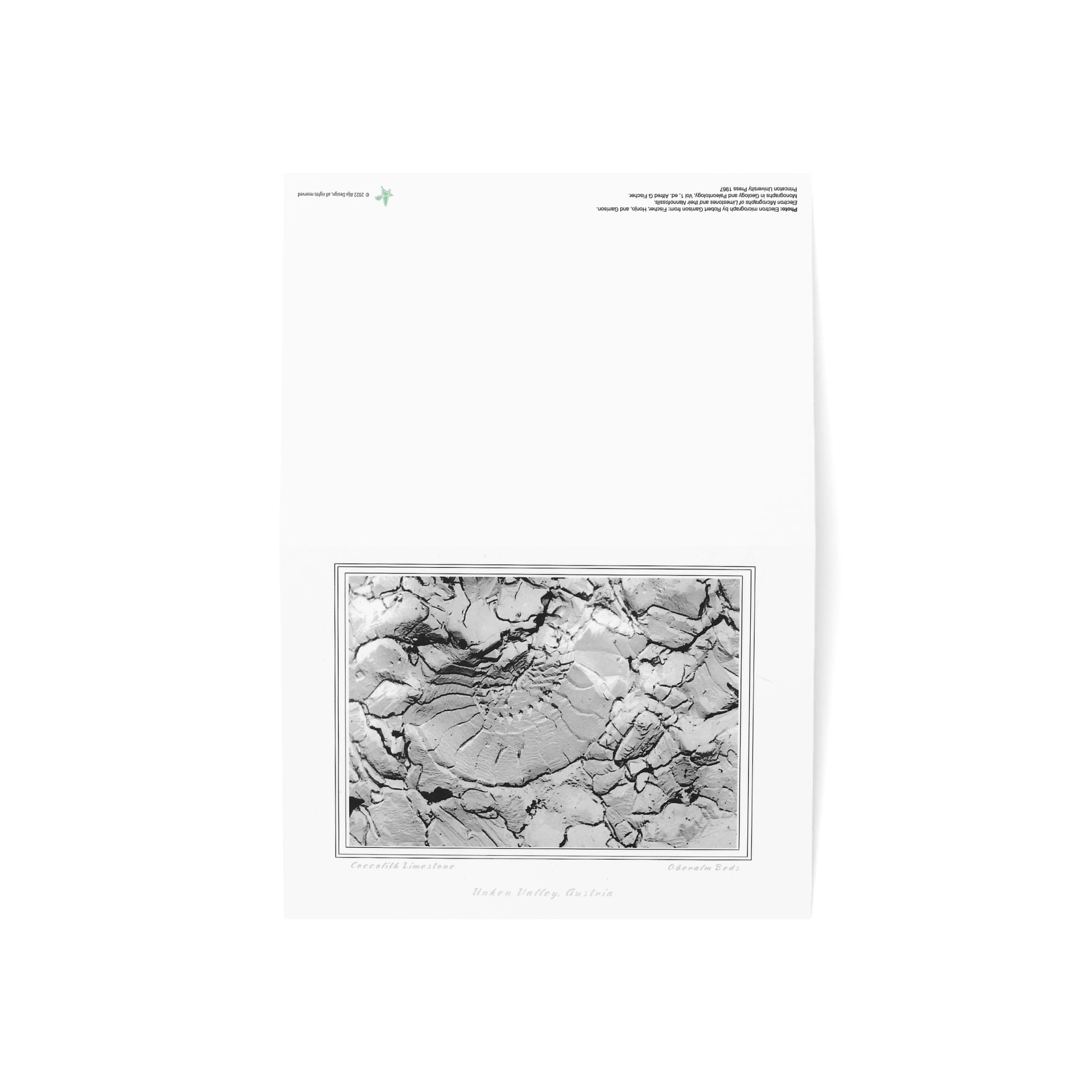 Coccolith 2 Folded Greeting Card - Alja Design